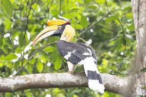 Hornbill perched on a branch in Khao Yai National Park during a day trek with wildlife experts from Wildlife Safari Thailand