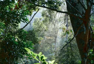 Lush rainforest canopy with misty trees at Ngapuh Homestead on Bidayuh ancestral land near Kuching, Sarawak