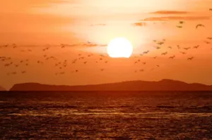 Sun setting over the sea with many silhouetted flying bats in the distance during a Komodo day trip on Komodo Island