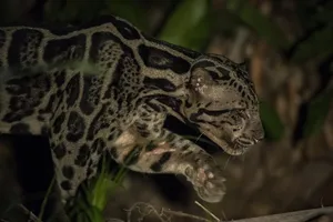 Close-up of a rosetted wild cat in shadowy undergrowth during a Deramakot Safari near Sandakan, Sabah — expert-guided Borneo trek