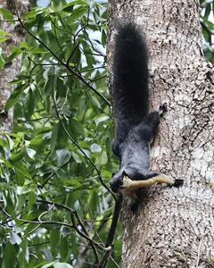 Sun bear clinging to a tree trunk with claws and reaching paw in Khao Yai National Park woodland trees