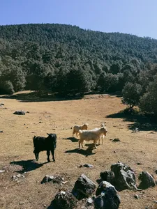 Lijiang countryside on a Yi & Naxi village trek, where goats graze on a dry meadow beneath forested hills on a clear day