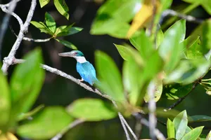 Bright blue bird perched on a branch above mangrove leaves in Kilim Geoforest, Langkawi, on a sunset dinner cruise