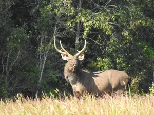 Antlered deer standing in tall grass in Khao Yai National Park, a wildlife trekking stop on the day trip