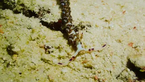 Small camouflaged sea slug on sandy coral rubble during macro diving in Semporna’s waters on the Luma Selakan 2D1N stay
