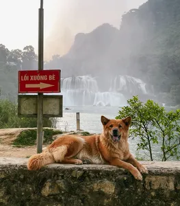 Dog lying on a stone wall by a waterfall viewing spot in Cao Bang, with a red direction sign in the mist