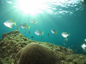 Sekumpulan ikan perak berenang di atas terumbu karang dalam air yang jernih, sebahagian daripada selaman pulau Bigfin Divers di Semporna, Sabah