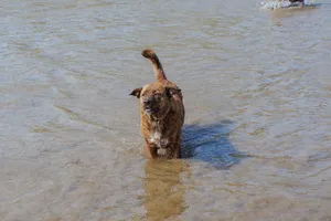 Heritage dog in shallow water on a Bali beach, head above the waves during a rescue-focused conservation trip