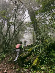 Hikers trekking through a misty, moss-covered forest trail, walking onward on the Jade Dragon Snow Mountain hike