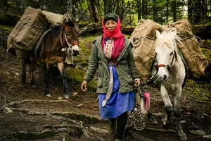 Tibetan-clad caravan handler leading pack mules along a forest trail, supporting outdoor trekking around Shangri-La for the stay