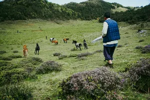 Hiker walking across a green hillside with grazing cows below during a Yi and Naxi village trek in Lijiang, Yunnan