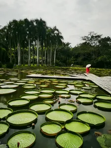 Perjalanan sehari pribadi di Xishuangbanna, kolam teratai dengan daun teratai dan seseorang berbaju merah berjalan di atas jalur kayu
