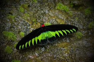 Bright green-and-black butterfly resting on moss-covered rock in the rainforest at Ngapuh Homestead in Kuching