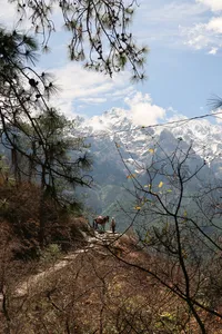 Hikers on a rocky ridge above snow-dusted peaks as pine branches frame Tiger Leaping Gorge, Lijiang on a 2D1N trek with The Bivou