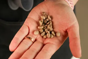 Close-up of coffee beans cupped in a palm during a Lijiang session with Seeker Yunnan Coffee Estate workshop