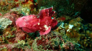 Underwater macro dive at Lombok Pink Beach near coral, with a red fish swimming among reef rocks on a Scuba Froggy trip