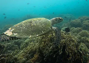 Seekor penyu laut meluncur di atas terumbu karang semasa bersnorkel di Kepulauan Gili di luar pantai Lombok, kelihatan dari dalam air melalui air biru yang jernih