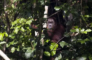 Orangutan tucked among dense canopy leaves during a Deramakot Safari near Sandakan, Sabah — expert-guided rainforest viewing