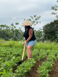 Conical-hatted farmer working seedlings with a long hoe in a lush rice field during a hands-on experience near Hanoi