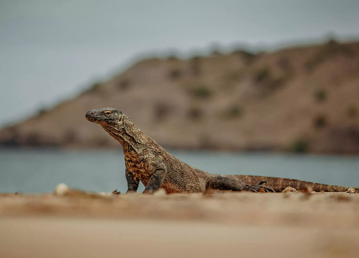 Taman Negara Komodo, Indonesia