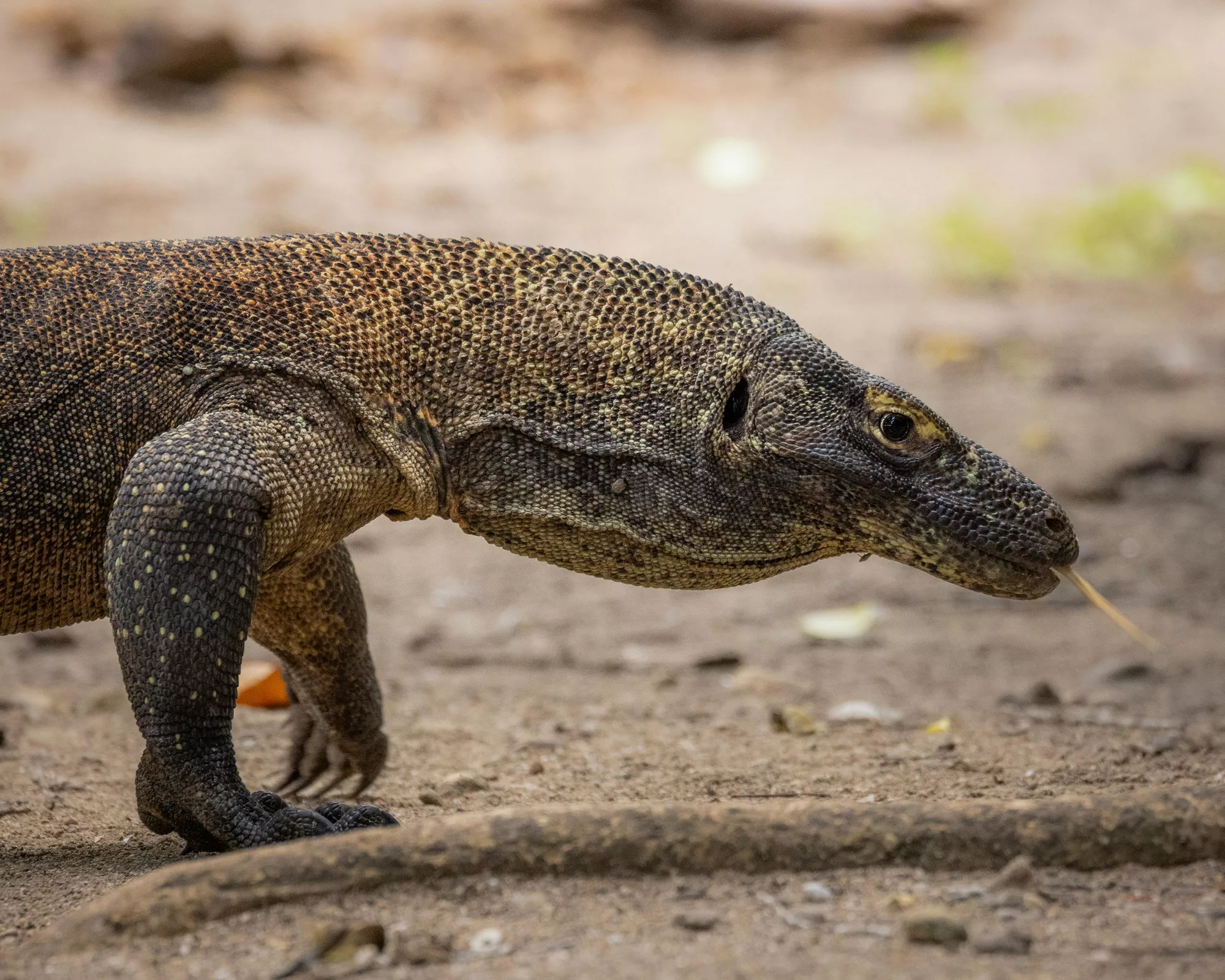 Komodo National Park, Indonesia