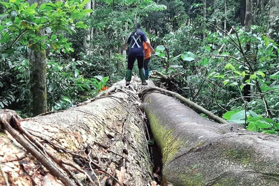 Taman Negara Gunung Leuser, Indonesia