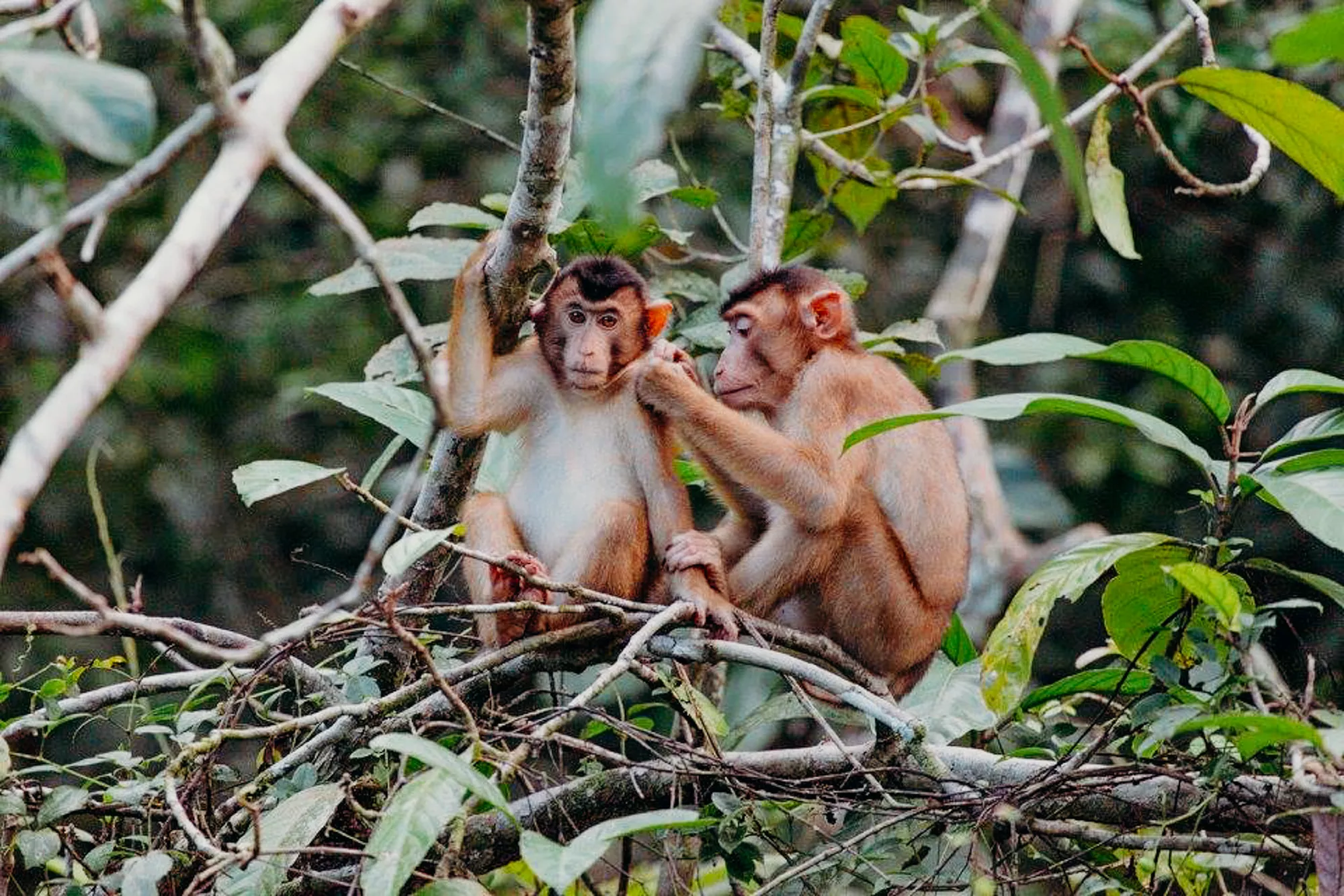 Kinabatangan River, Malaysia