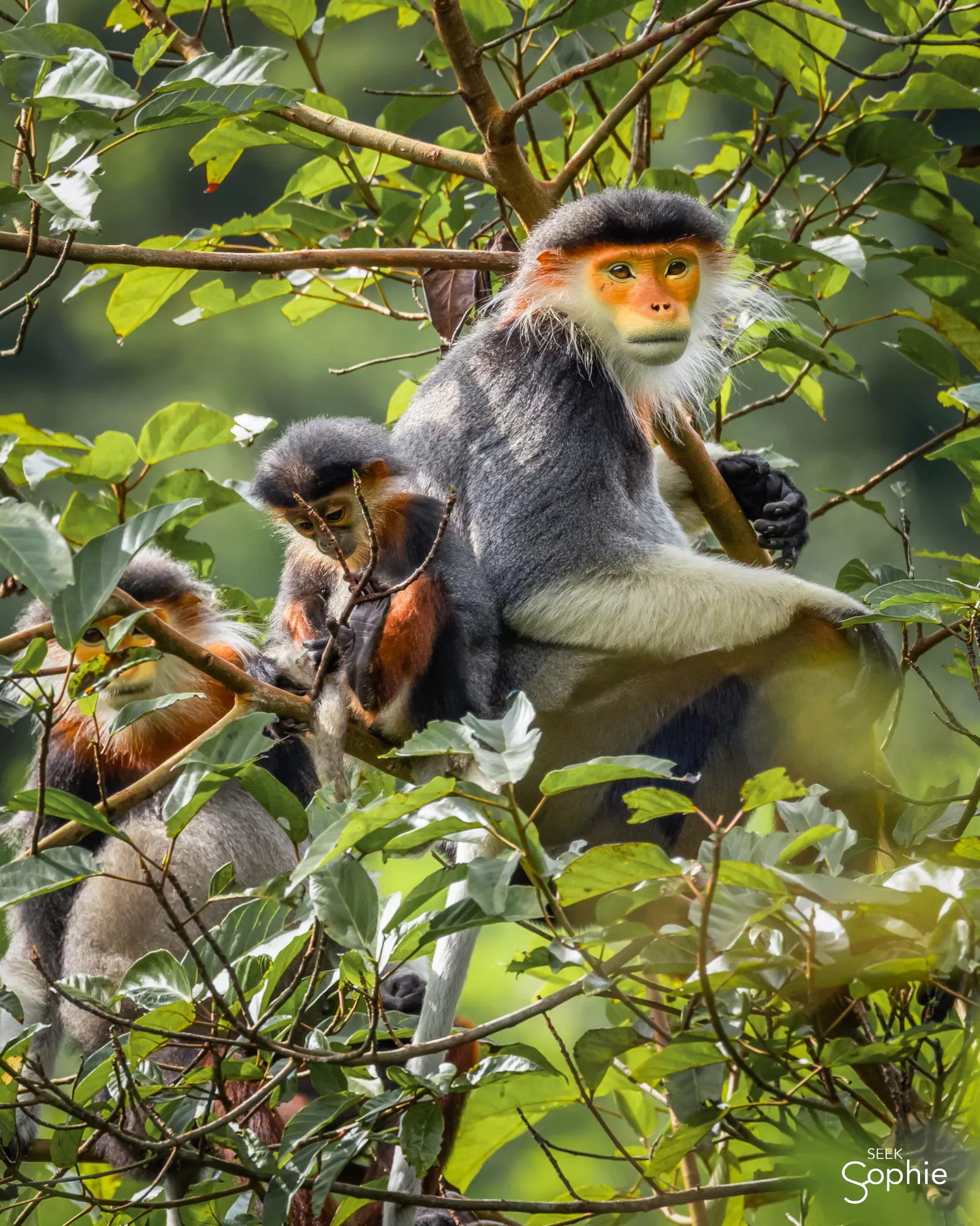 Monkey Mountain, Danang Vietnam