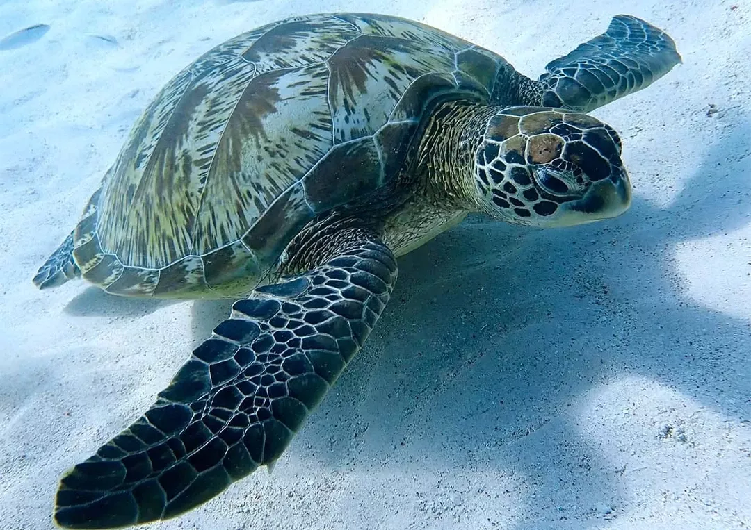 Komodo Islands, Indonesia