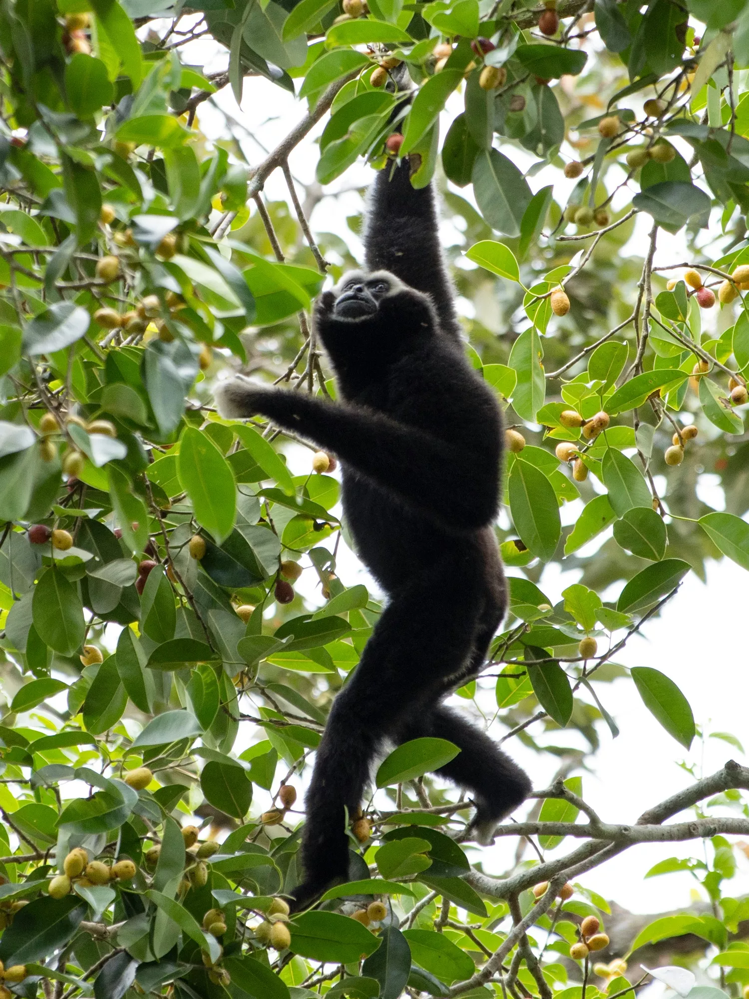 Chiang Mai, Thailand
