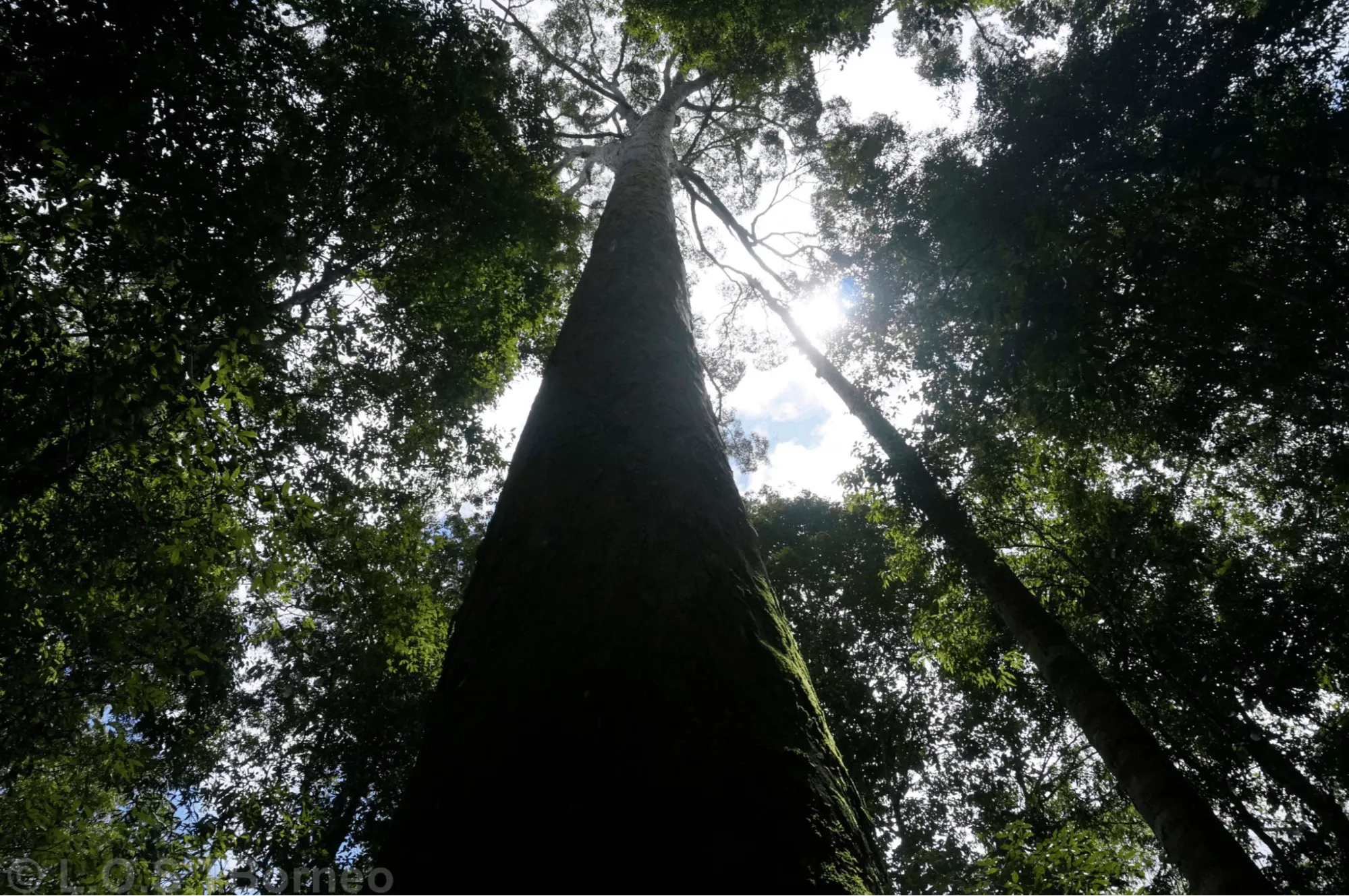 Lembangan Maliau, Borneo, Malaysia