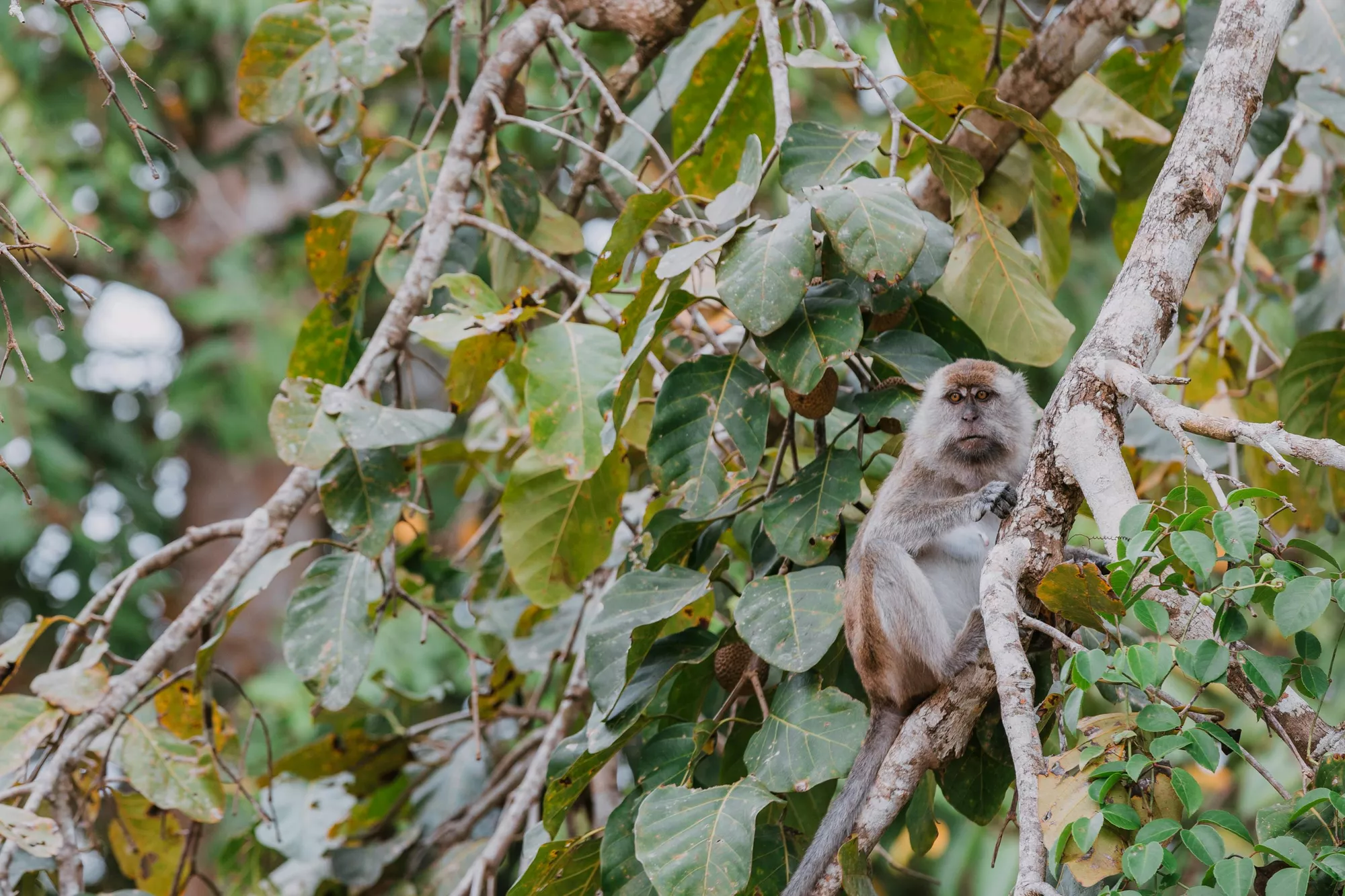 Kinabatangan River, Malaysia
