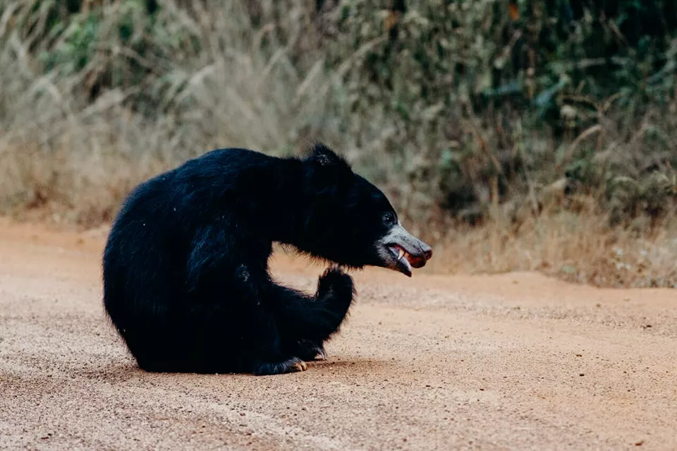Yala, Sri Lanka