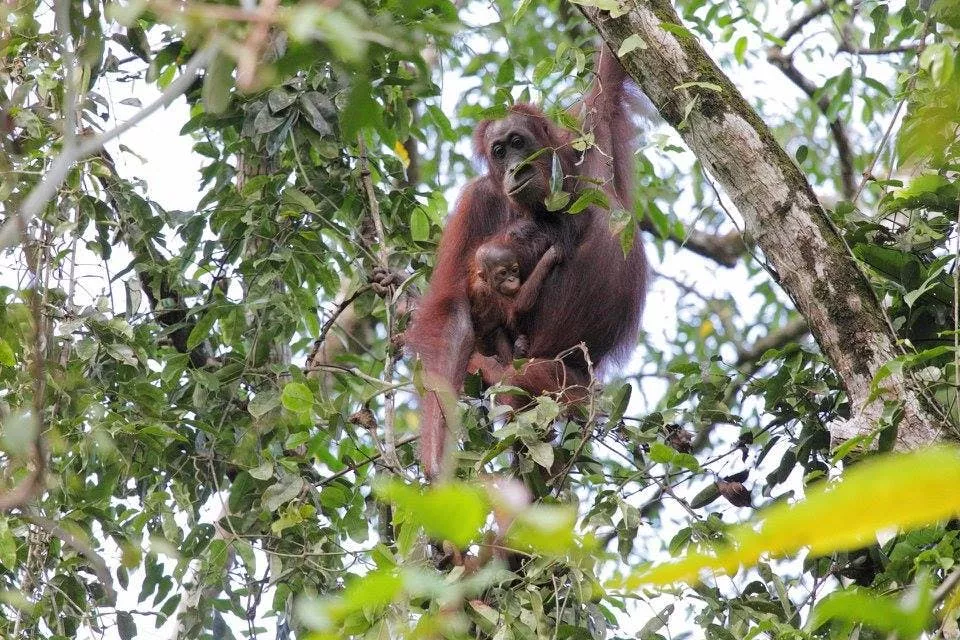 Sungai Kinabatangan, Malaysia