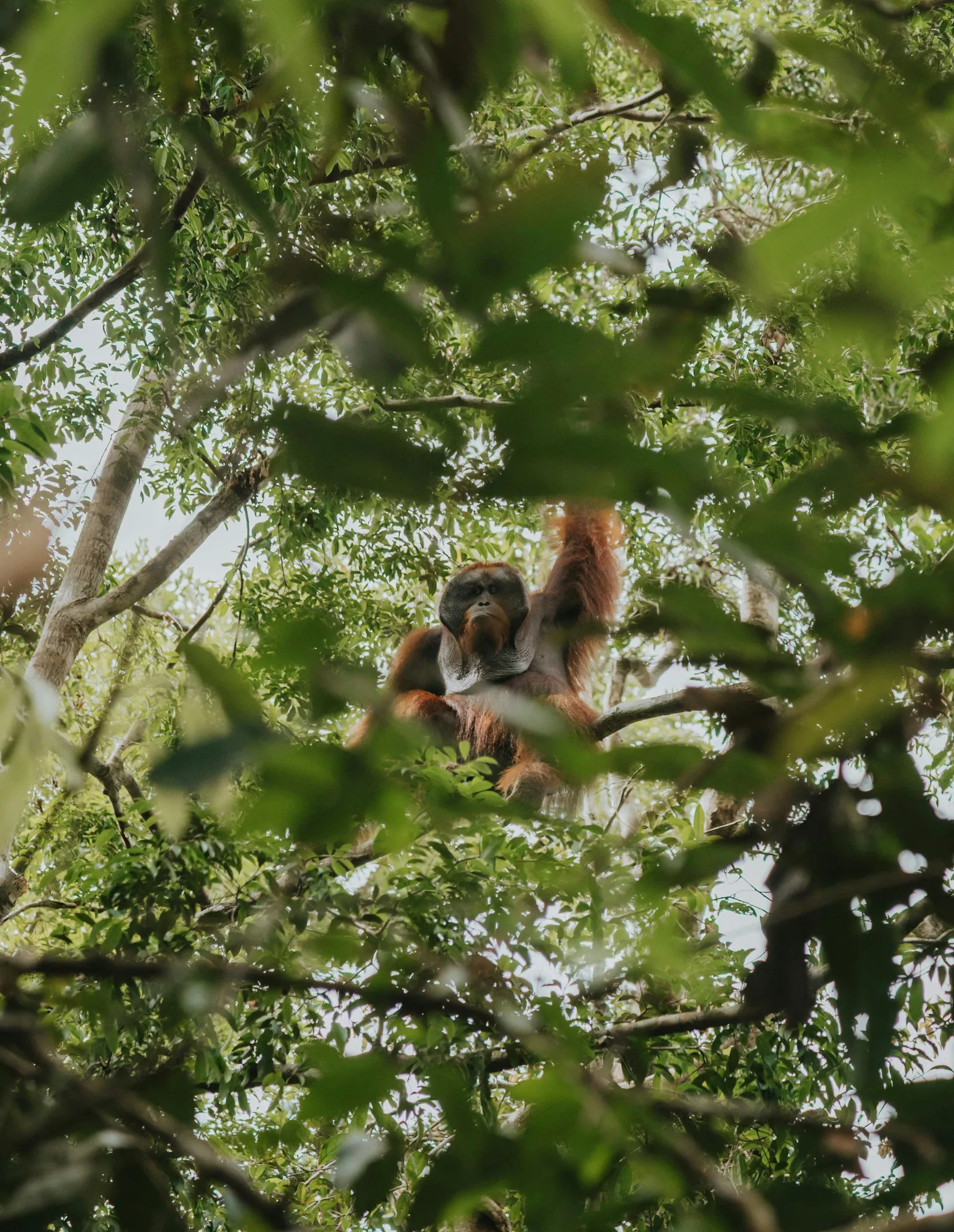 Tanjung Puting National Park: Everything You Need to Know