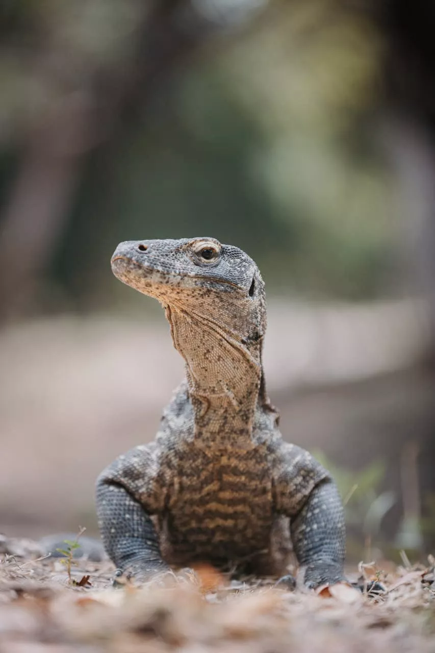 Taman Negara Komodo, Indonesia