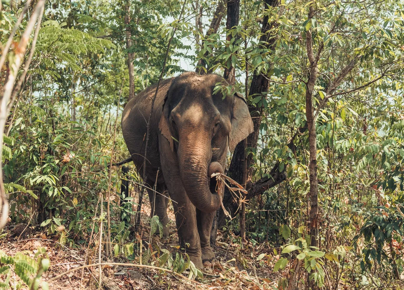 Chiang Mai, Thailand