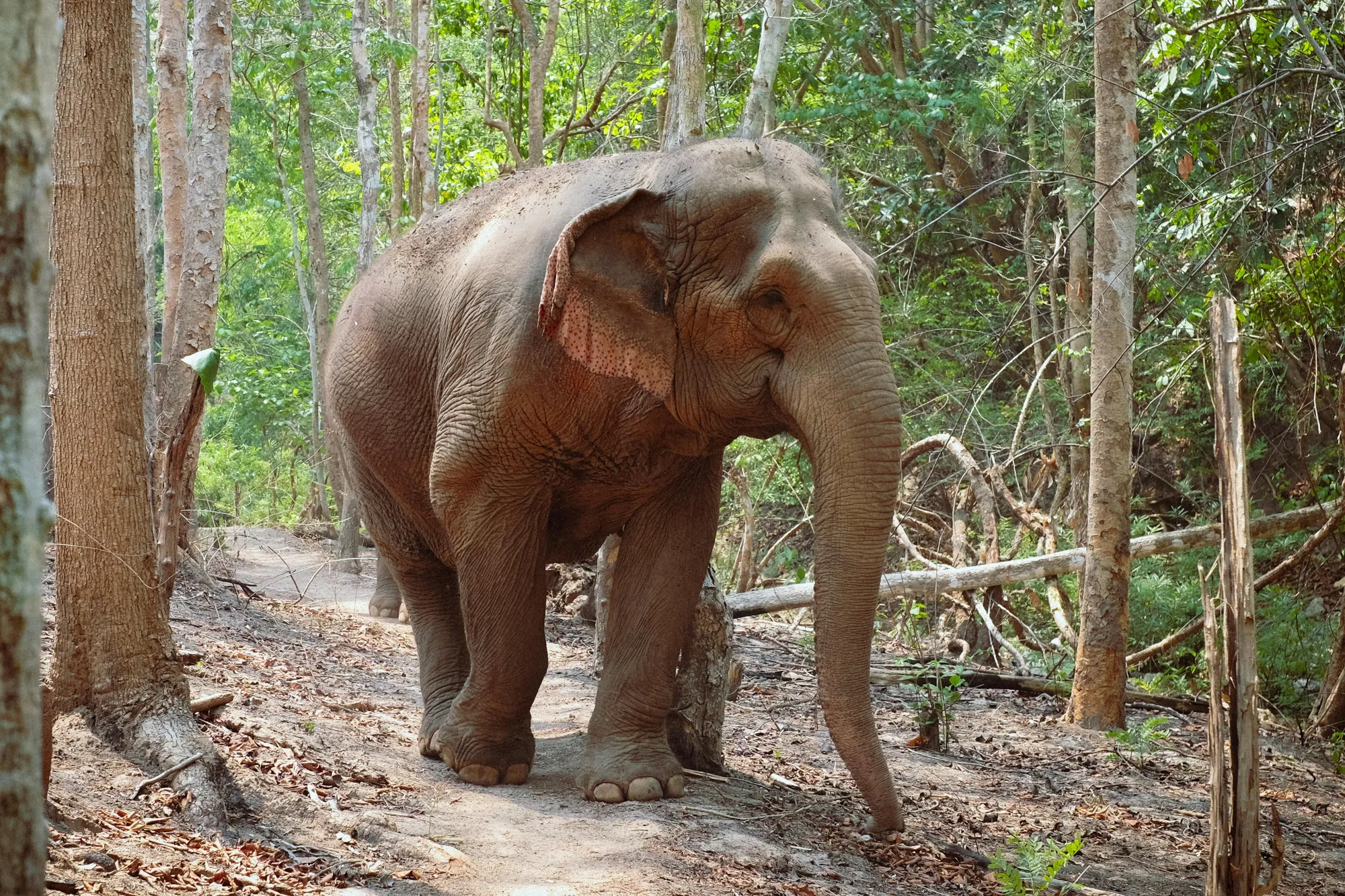 She's Not a Bad Elephant. She's Fighting For Her Freedom.