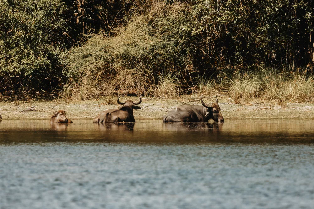 Taman Negara Wilpattu, Sri Lanka