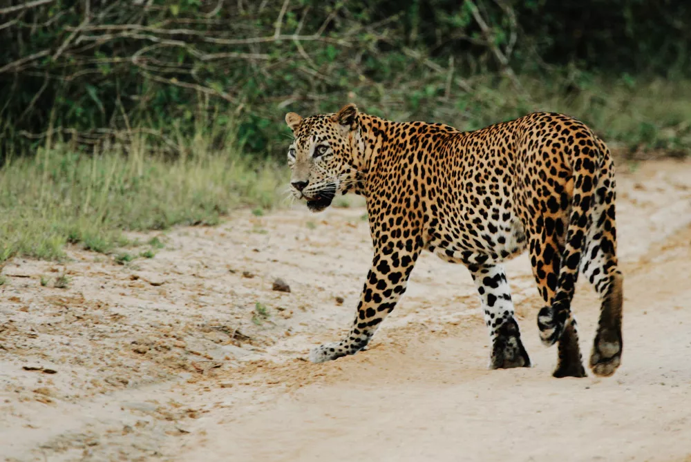 Wilpattu, Sri Lanka