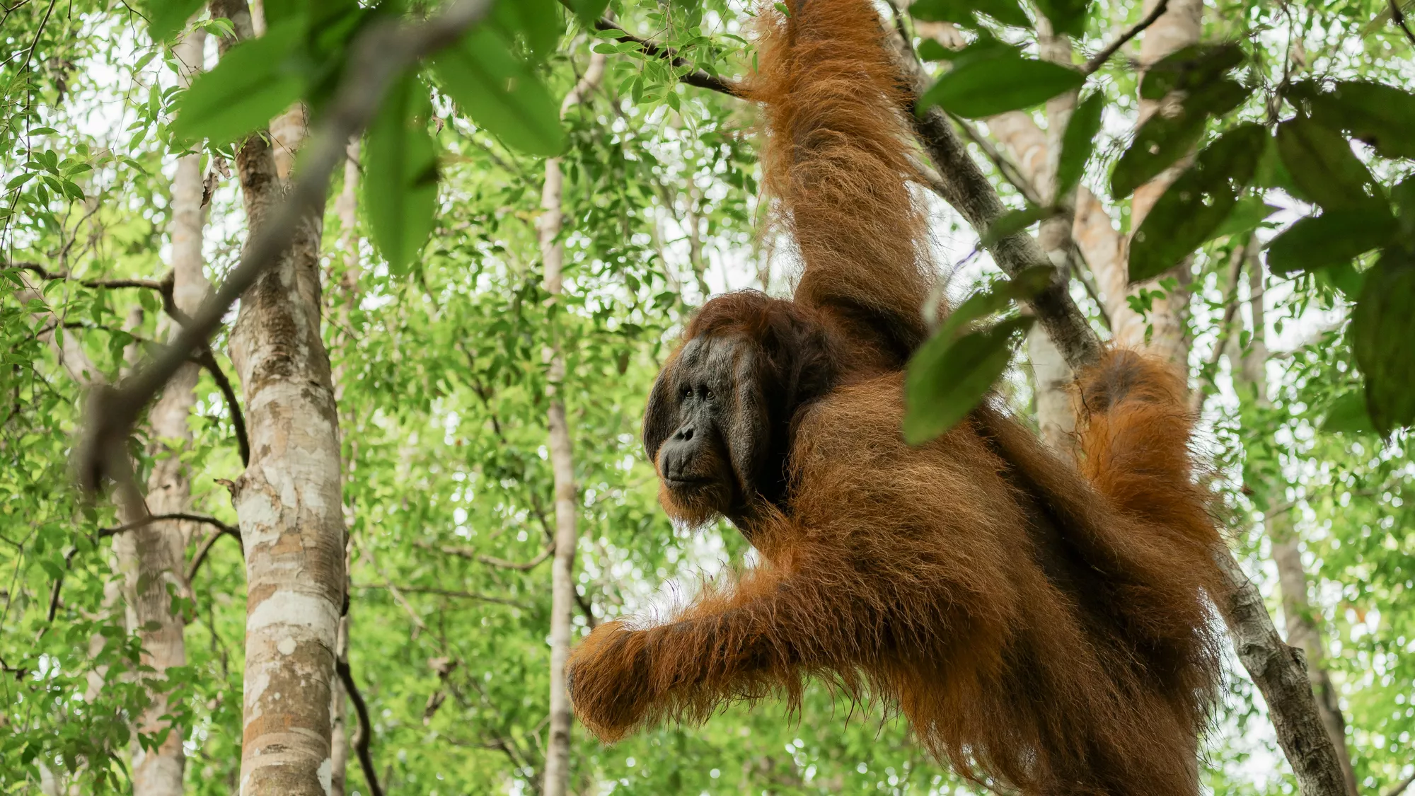 Tanjung Puting, Borneo, Indonesia