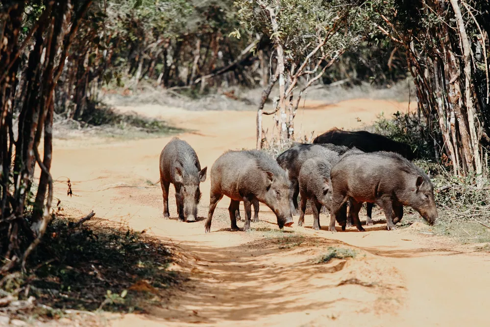 Taman Negara Wilpattu, Sri Lanka