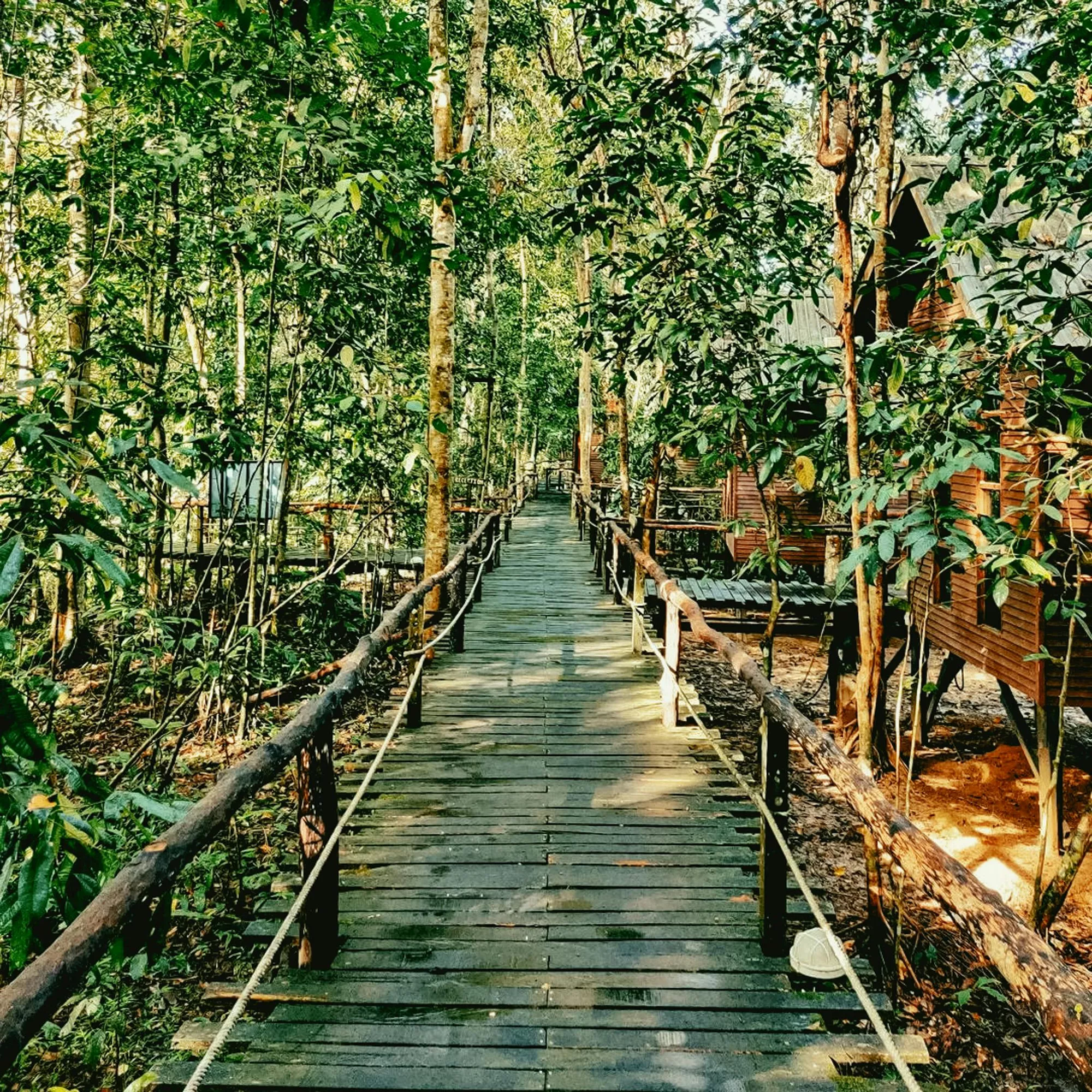 Kinabatangan River, Malaysia