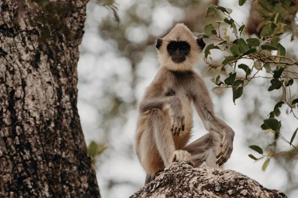 Wilpattu, Sri Lanka