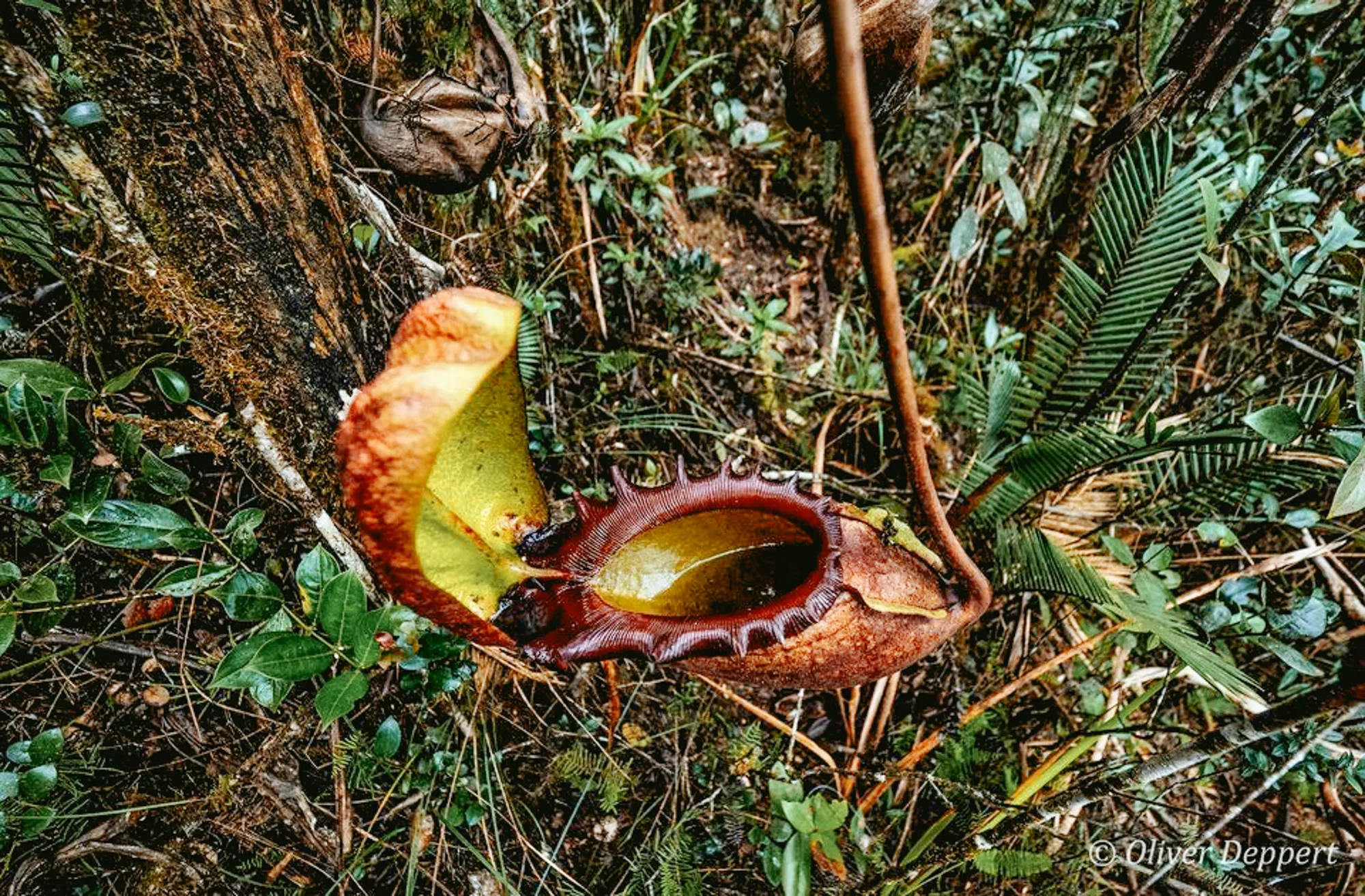 Lembangan Maliau, Borneo, Malaysia