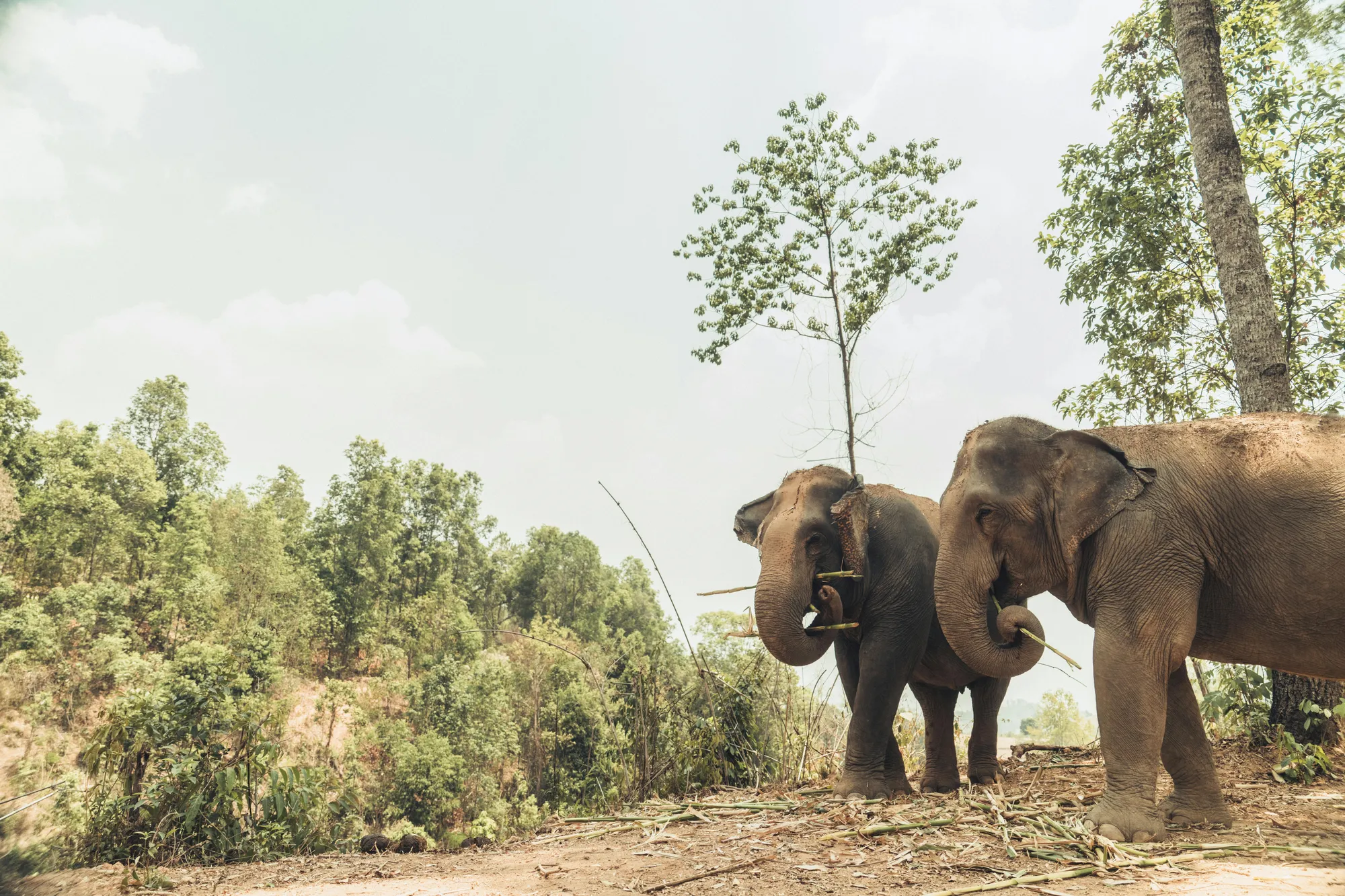 What We Learned From an Elephant Conservationist